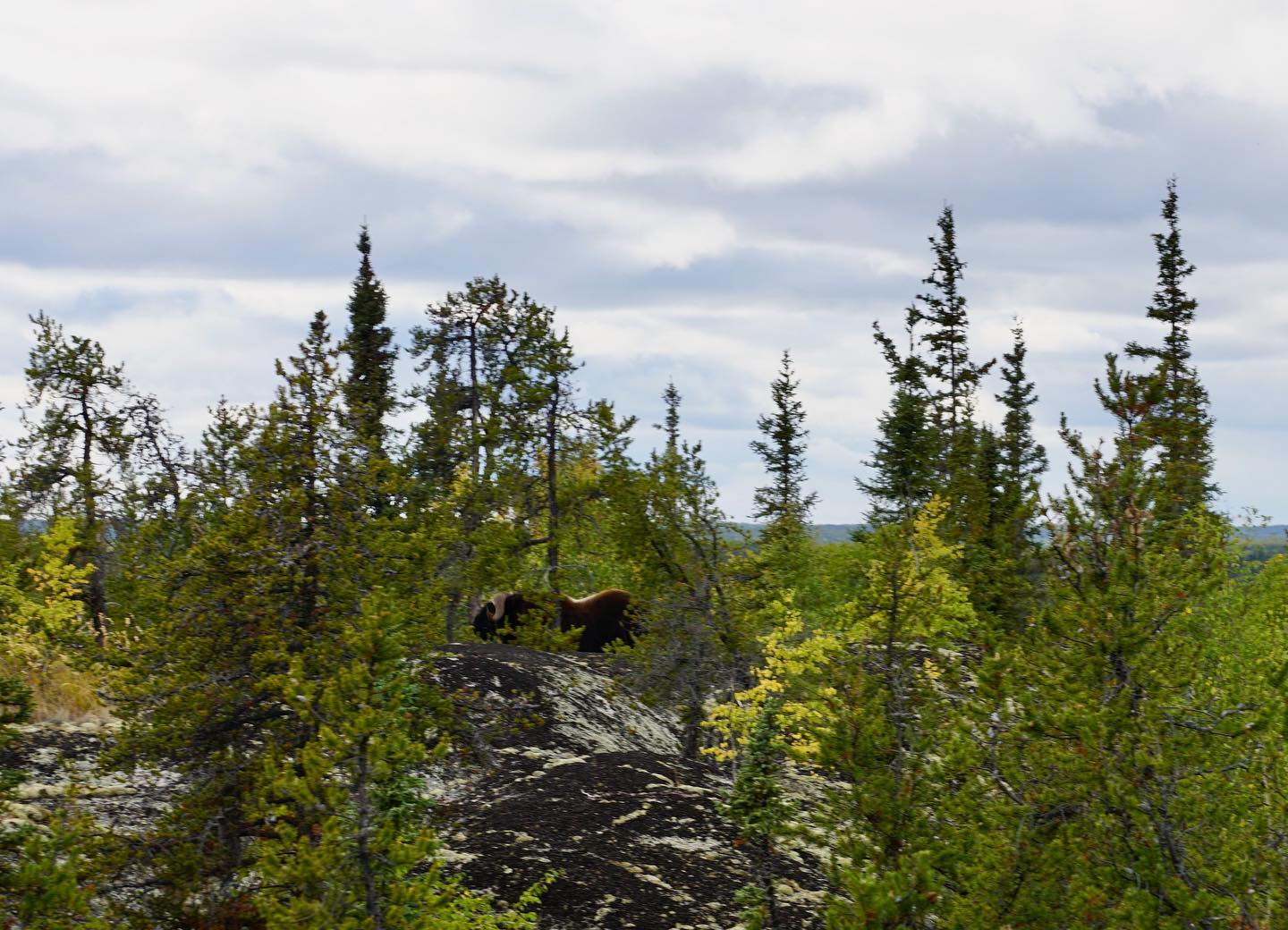 Who’s that hiding in the trees? A muskox! We’re pretty lucky that we have sightings off our hiking trails in the fall 🤩
* * *
📸 James Hargreaves
* * *
#thisisblachford #spectacularnwt #northernlights #blachfordlakelodge #blachford #canada #canadian #keepexploring #explorecanada #northof60 #earthpix #travelherendxt #travelpix #earthofficial #cangeo #natgeotravel  #getoutside #potd #welcome #vacation #truenorth #wildlife #visitor #chooseyourownadventure #muskox
